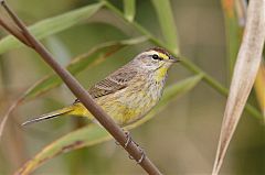 Palm Warbler